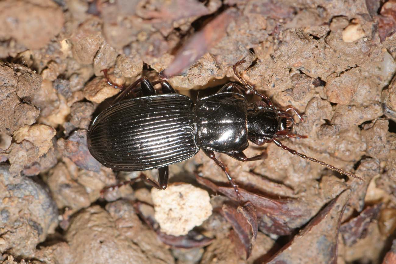 Carabidae:  Pterostichus micans?